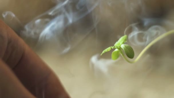 Jonge kleine wietplant en sigarettenrook. Rokende marihuana — Stockvideo