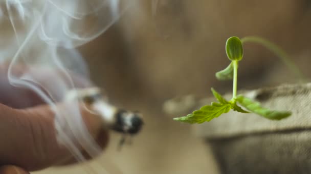 Pequena planta jovem Cannabis e fumaça de cigarro, jamb com maconha. Fumar marijuana — Vídeo de Stock