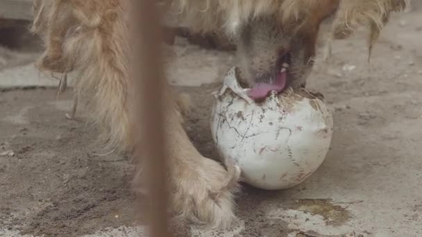 Der Hund frisst einen menschlichen Schädel — Stockvideo