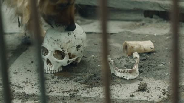 El perro se está comiendo un cráneo humano — Vídeos de Stock