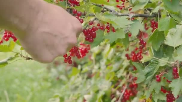 Harvest of crooked currant from a bush. Close-up of berries and hands — Stock Video