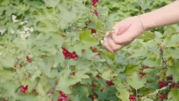 茂みから曲がったスグリの実の収穫です。果実と手のクローズ アップ — ストック動画