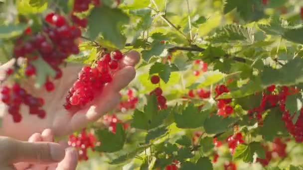 Ernte der krummen Johannisbeere von einem Strauch. Nahaufnahme von Beeren und Händen — Stockvideo