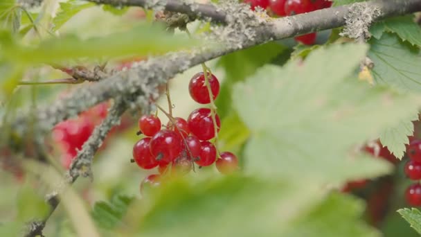 Harvest of crooked currant from a bush. Close-up of berries and hands — Stock Video