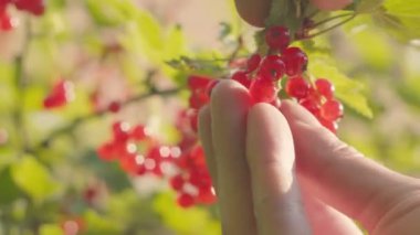 bir çalı gelen çarpık frenk üzümü hasat. Çilek ve eller yakın çekim