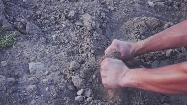 Händerna på den unga bonden hålla bördig jord på fältet med majs plantor. Ekologiska produkter-konceptet. slowmotion — Stockvideo