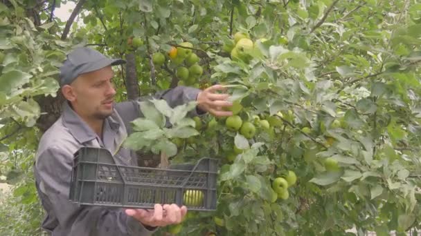 Profesionální farmář v uniformě při sbírání jablek v byl sad. Velmi dobrá úroda jablek — Stock video