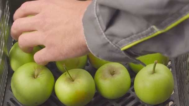 クローズ アップは、庭の緑のリンゴ箱を詳しく説明します。夏のシーズンに果樹園で収穫します。黄色の作業用手袋の身に着けている果物栽培者の手 — ストック動画