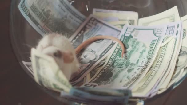 Funny a rat with a lot of money, but without freedom. — Stock Video