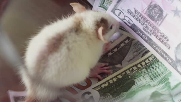 Funny a rat with a lot of money, but without freedom. — Stock Video