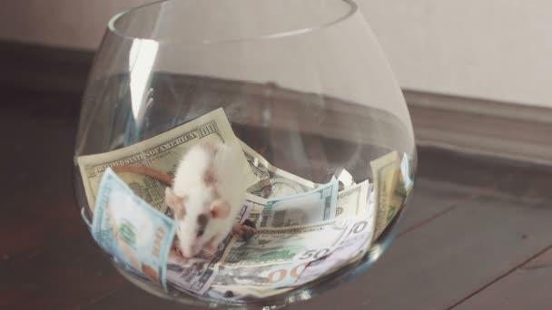 Funny szczur z dużo pieniędzy, ale bez wolności. — Wideo stockowe