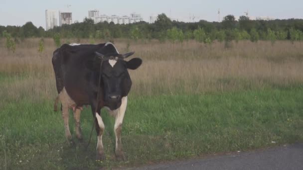 Vacas pastando no prado com panorama da cidade em segundo plano — Vídeo de Stock