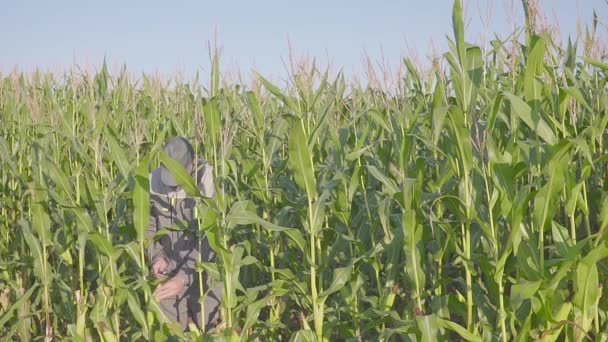 Man clering corn cob and checking with magnifier — Stock Video