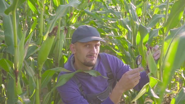 Человек клиринга кукурузы початок и проверки с увеличителем — стоковое видео