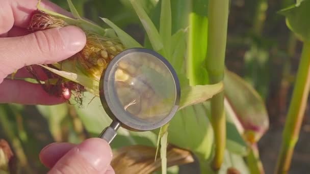 Mãos fechadas de fazendeiro inspecionando milho doce para pragas no campo da fazenda orgânica com lupa . — Vídeo de Stock
