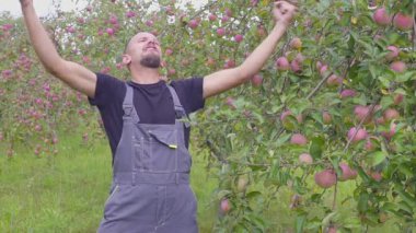 Yavaş çekim bir komik dans etmekten ve elma bahçesi çiftçi atlama. mutlu başarılı çiftçi elma mükemmel bir hasat ile orchard yakınındaki