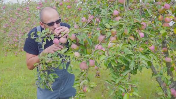 Довольный фермер в яблоневом саду проверяет свой урожай. Успех в сельском хозяйстве . — стоковое видео