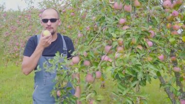 Elma bahçesi memnun bir çiftçi onun hasat test ediyor. Tarım başarı.