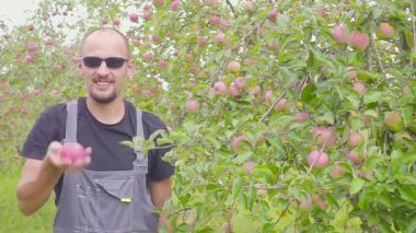 Elma bahçesi memnun bir çiftçi onun hasat test ediyor. Tarım başarı.