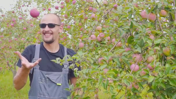Довольный фермер в яблоневом саду проверяет свой урожай. Успех в сельском хозяйстве . — стоковое видео