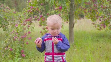 Sevimli küçük okul öncesi çocuk çocuk organik çiftlikte kırmızı elma yeme. Sağlıklı gıda. Hasat