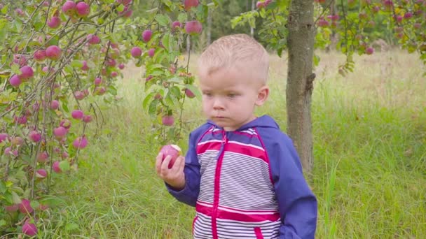 Чарівний маленький дошкільний хлопчик їсть червоне яблуко на органічній фермі. Здорова їжа. врожаю — стокове відео
