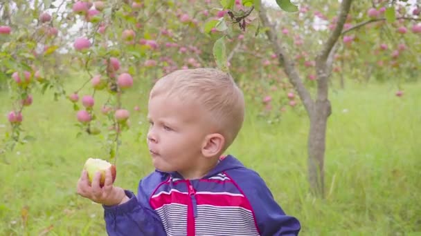 Adorable little preschool kid boy eating red apple on organic farm. Healthy food. Harvest — Stock Video