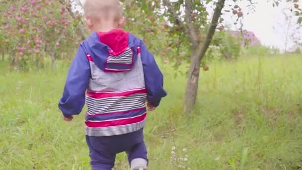 Entzückende kleine Vorschulkind Junge isst roten Apfel auf Bio-Bauernhof. Gesunde Ernährung. Ernte — Stockvideo