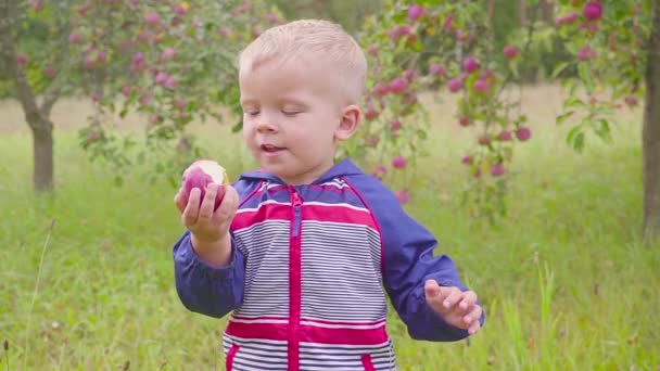 Adorable niño preescolar comiendo manzana roja en granja orgánica. Comida saludable. Cosecha — Vídeo de stock
