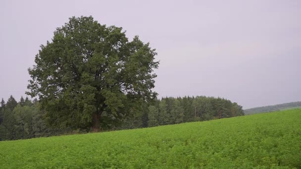 Man loopt met een vlag van de Europese Unie in landschappen. Standaard aan toonder — Stockvideo