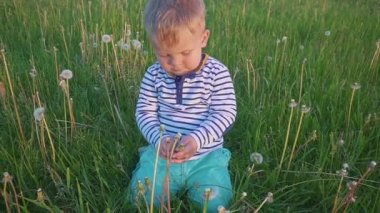 Çocuk dandelions alanında ile beyaz bir Karahindiba çiçeği elinde oturur