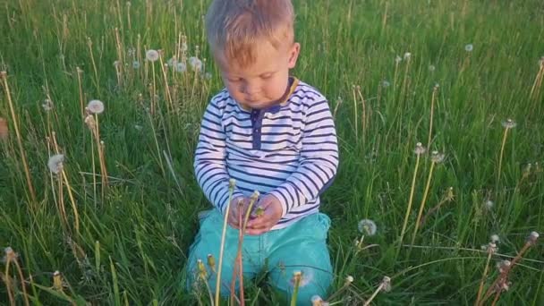 The boy sits in a field of dandelions with a white dandelion flower in his hand — Stock Video
