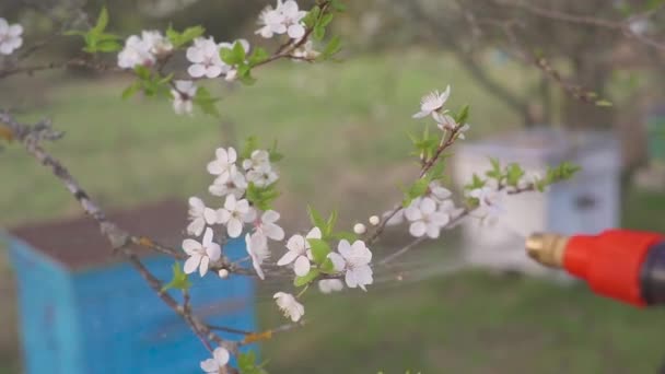 园丁喷洒一棵开花的果树来对抗植物病虫害。在花园里使用手喷雾器和杀虫剂. — 图库视频影像