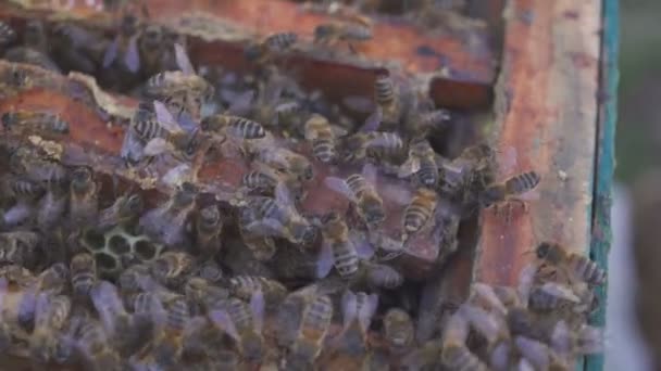 蜂巢上的蜜蜂。蜂蜜收获。养蜂人轻轻地将蜜蜂从框架中移除。蜂房宏。4k — 图库视频影像