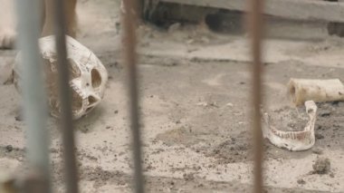 köpek bir insan kafatası yiyor