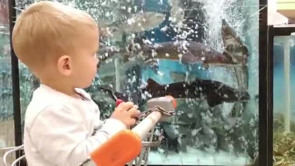 Kleiner Junge betrachtet Fische im Aquarium im Supermarkt — Stockvideo