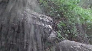 Elektrikli testere ile ağaç kesme. kamera talaş uçmak. ilk kişiden