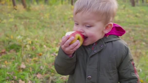 Söt liten baby i höst park med gula blad äta ett äpple. — Stockvideo