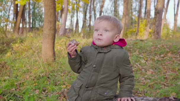 Outdoor portrait of adorable toddler boy in autumn park, having fun and eating a biscuit. — Stock Video