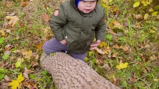 Ritratto di un ragazzo che gioca nel parco autunnale e sorride. Ragazzo guarda fuori da dietro un tronco d'albero — Video Stock