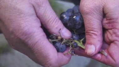 Winemaker eseri. Evde şarap. Ellerini üzümle çukurluğu
