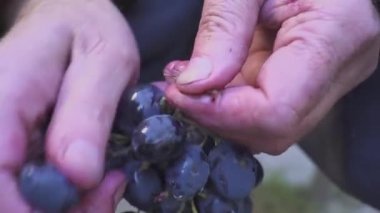 Winemaker eseri. Evde şarap. Ellerini üzümle çukurluğu