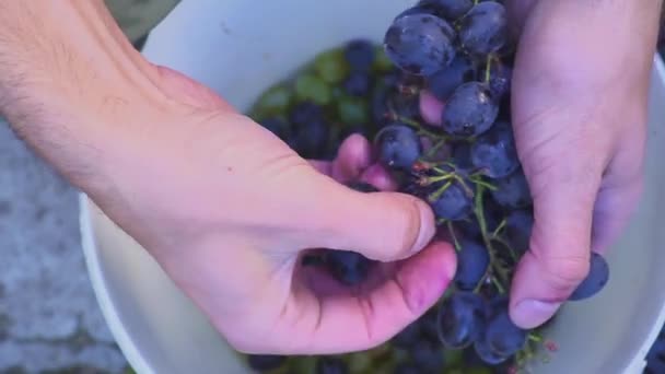 Работа винодела. Домашнее вино. Обхватывая виноград руками — стоковое видео