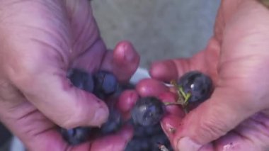 Winemaker eseri. Evde şarap. Ellerini üzümle çukurluğu