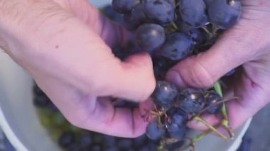 Winemaker eseri. Evde şarap. Ellerini üzümle çukurluğu