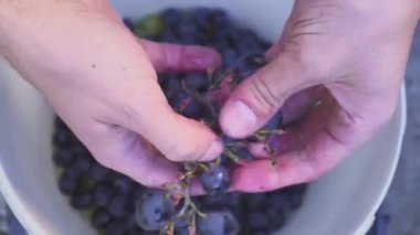 Winemaker eseri. Evde şarap. Ellerini üzümle çukurluğu