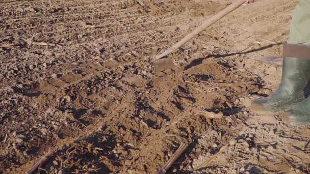 Человек вручную обрабатывает землю мотыгой крупным планом — стоковое видео