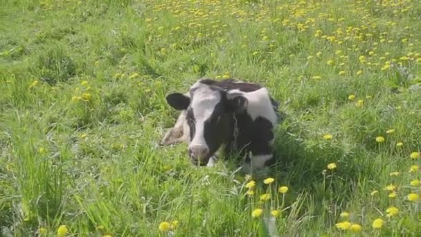 Vache noire et blanche tachetée est broutée et nourrie sur le terrain avec des pissenlits à fleurs jaunes, scène estivale idyllique . — Video