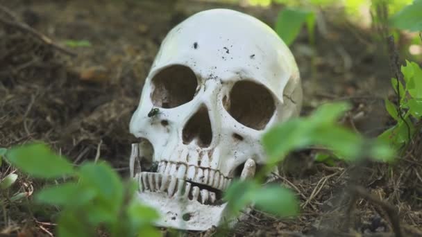 The human skull lies in the forest, and the flies crawl on it in the forest — Stock Video