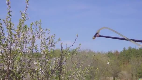 Tuinman met een bloeiende fruitboom tegen plantenziekten en plagen sproeien. Gebruik hand sproeier met bestrijdingsmiddelen in de tuin. — Stockvideo